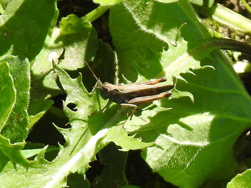 Omocestus rufipes - vöröshasú tarlósáska