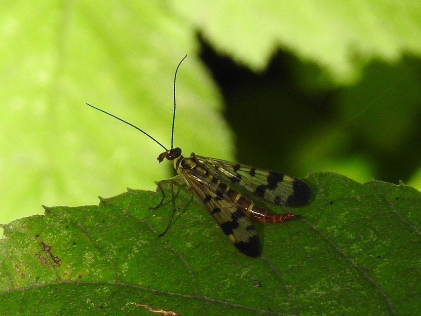 Panorpa communis/vulgaris