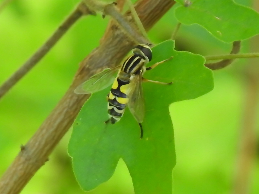 Helophilus trivittatus - nagy mocsárilégy