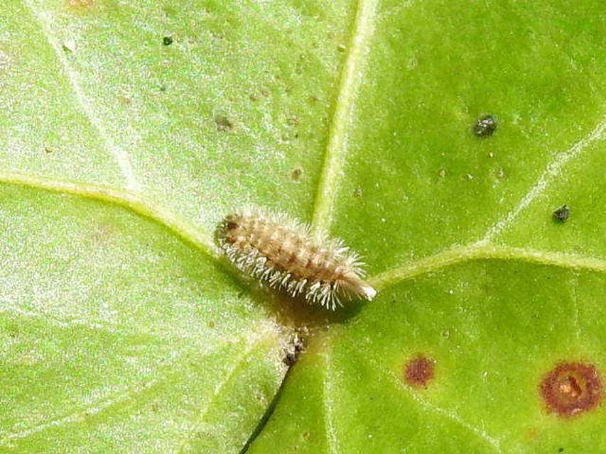 Polyxenus lagurus