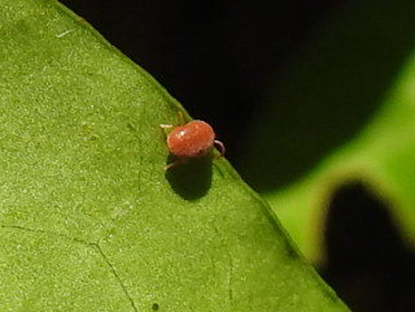 Allothrombium