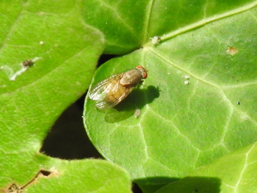 Minettia
