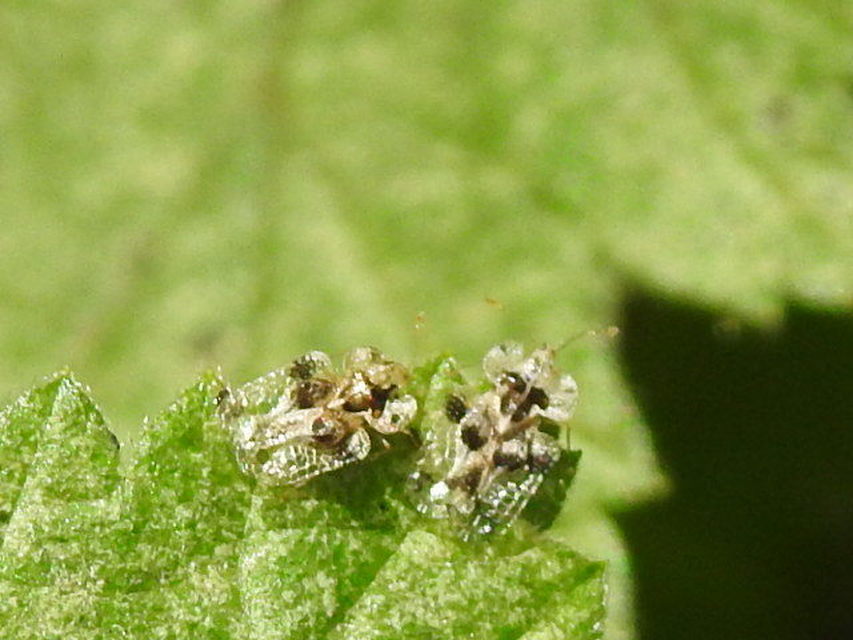 Corythucha arcuata - tölgy-csipkéspoloska