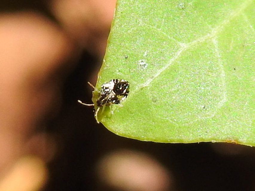 Corythucha arcuata - tölgy-csipkéspoloska