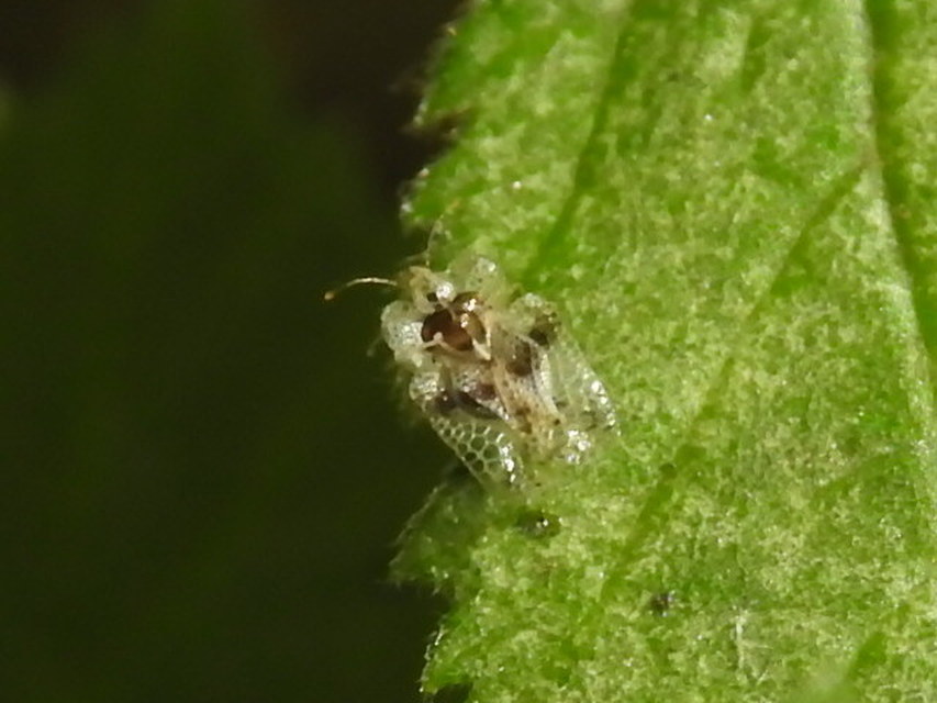 Corythucha arcuata - tölgy-csipkéspoloska