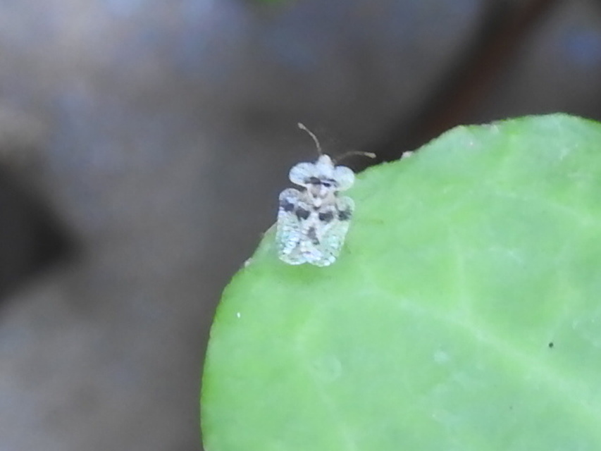 Corythucha arcuata - tölgy-csipkéspoloska
