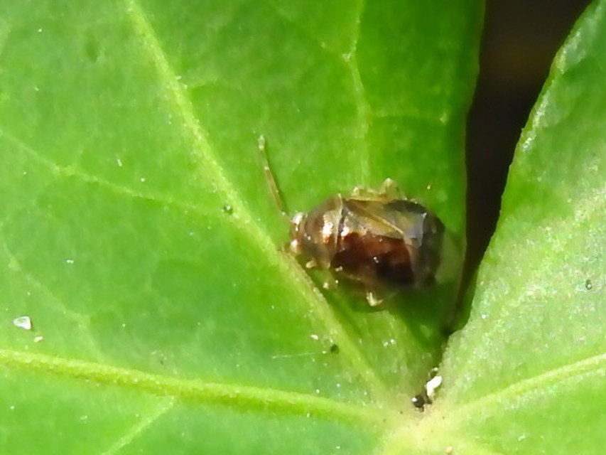 Deraeocoris lutescens - sárgás mezeipoloska