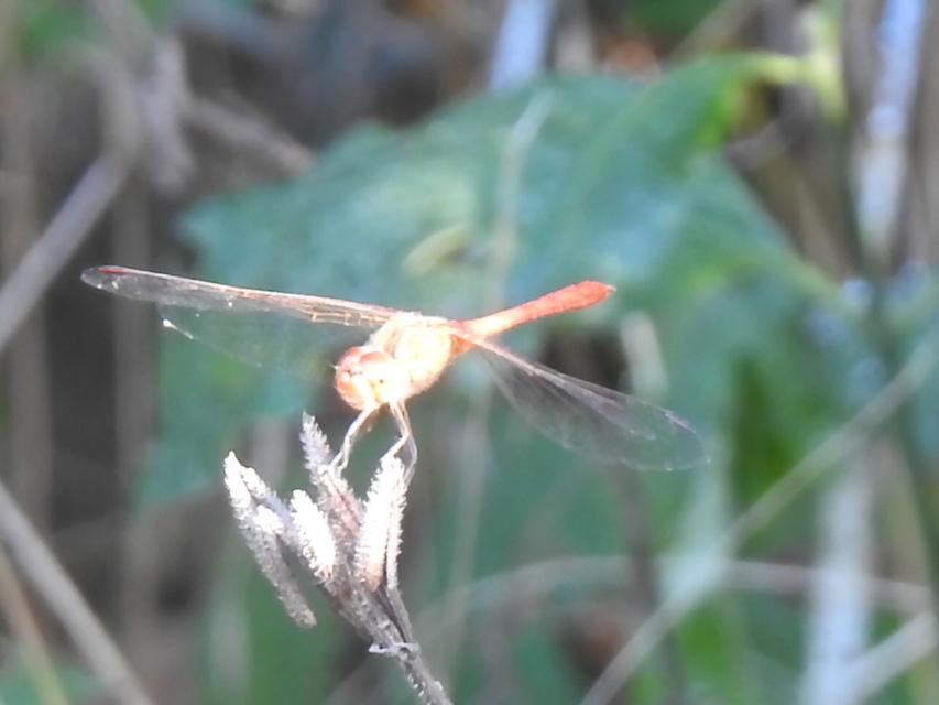 Sympetrum striolatum/vulgatum/meridionale