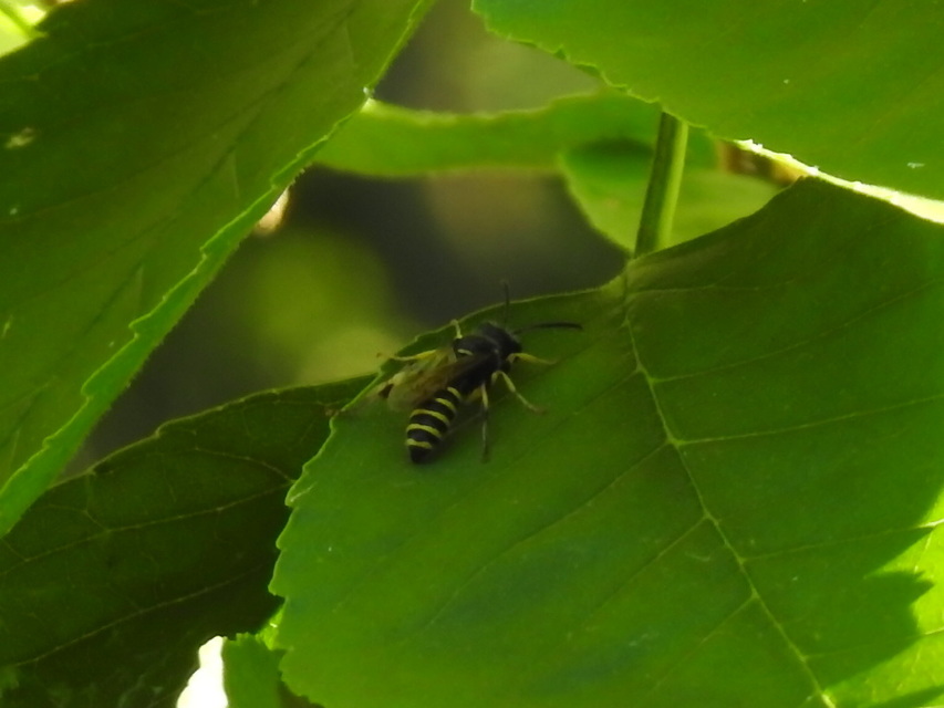 Crabronidae - szitásdarazsak