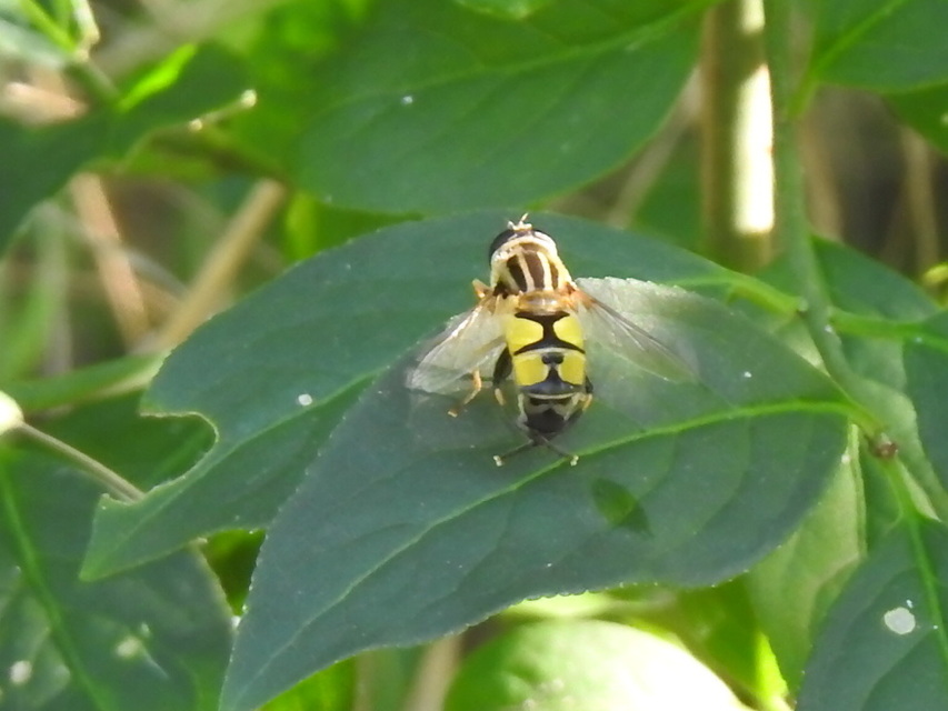 Helophilus trivittatus - nagy mocsárilégy