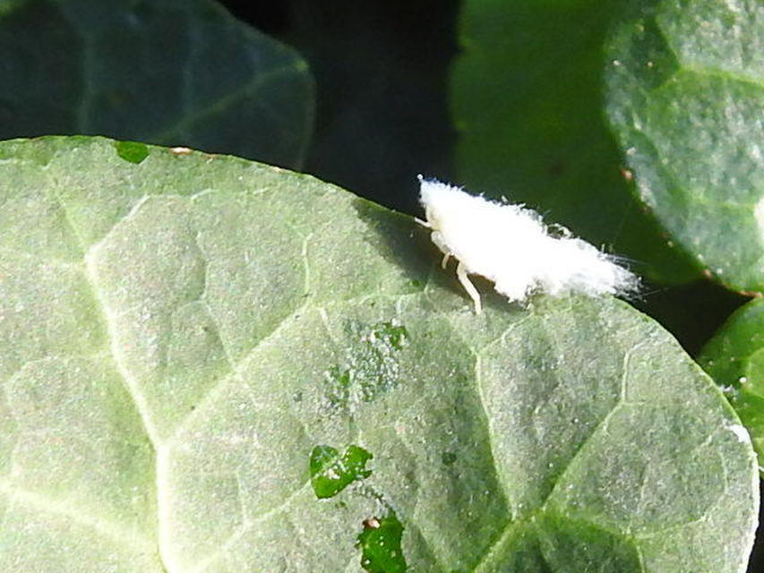 Metcalfa pruinosa - amerikai lepkekabóca