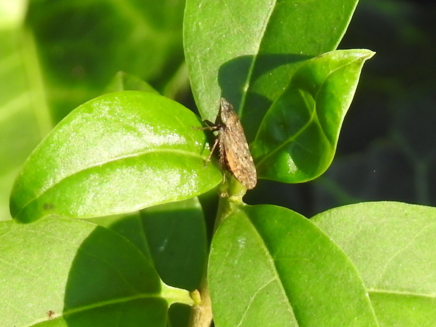 Aphrodes
