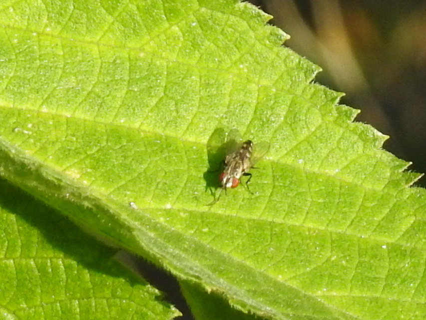 Miltogramminae