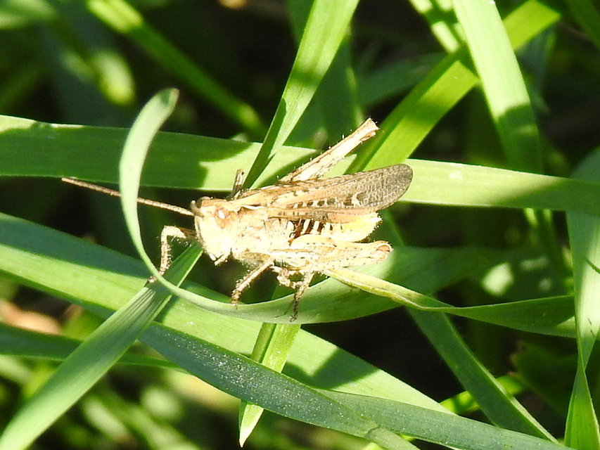 Chorthippus brunneus - közönséges tarlósáska