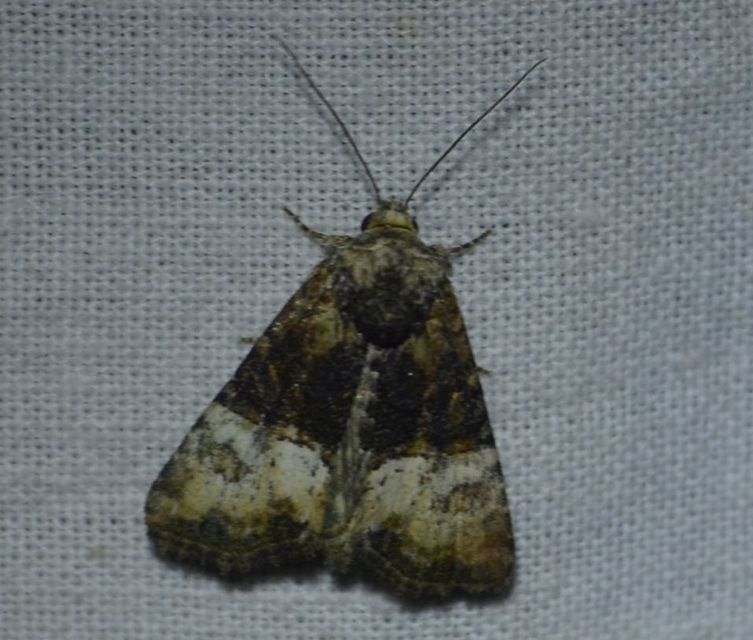 Mesoligia furuncula - kétszínű dudvabagoly
