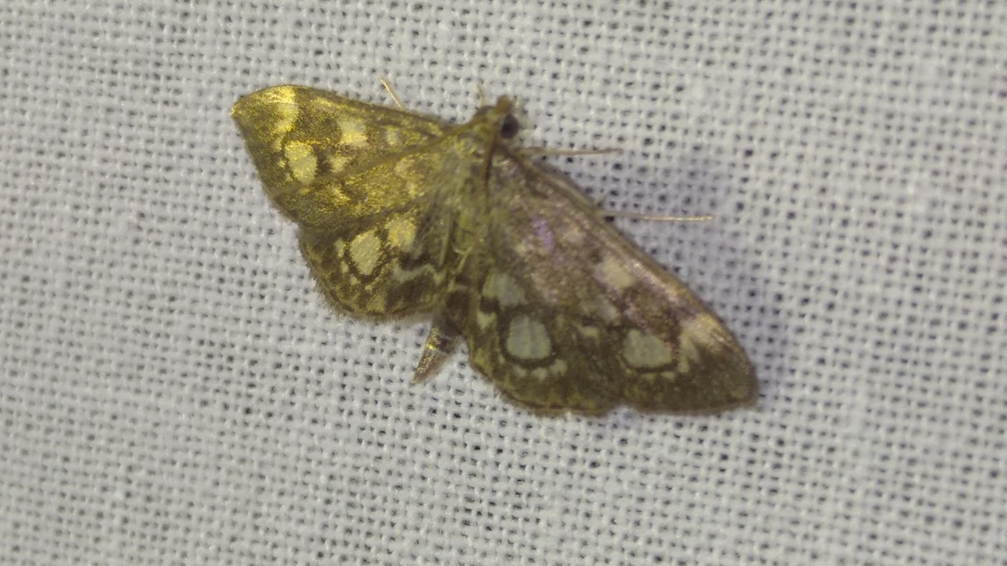 Anania coronata - koronás dudvamoly