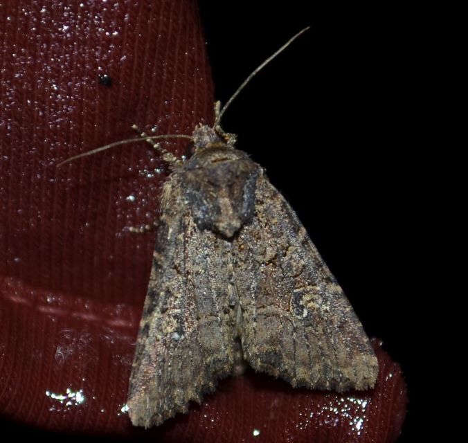 Mesapamea secalella/secalis