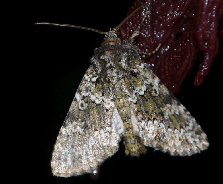 Polymixis polymita - kankalin-tarkabagoly