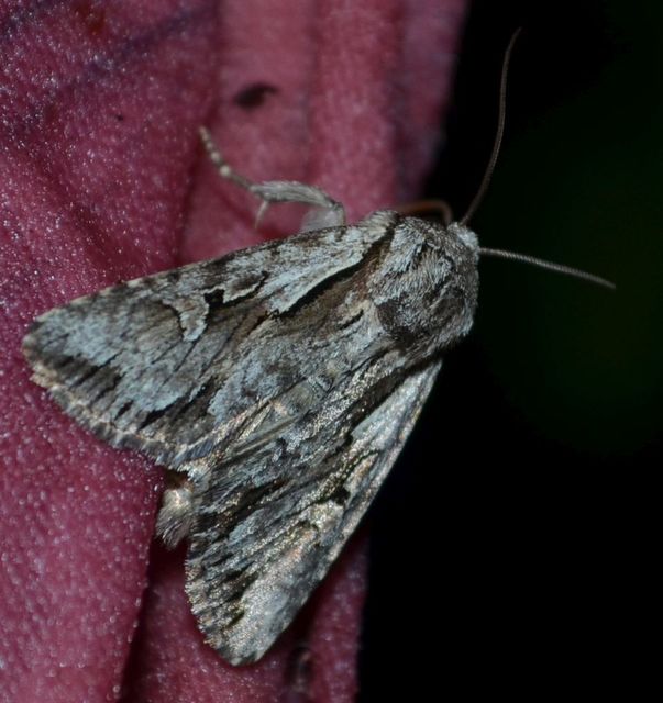 Chloantha hyperici - orbáncfű-sugarasbagoly