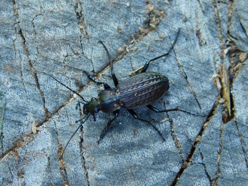 Carabus granulatus - mezei futrinka