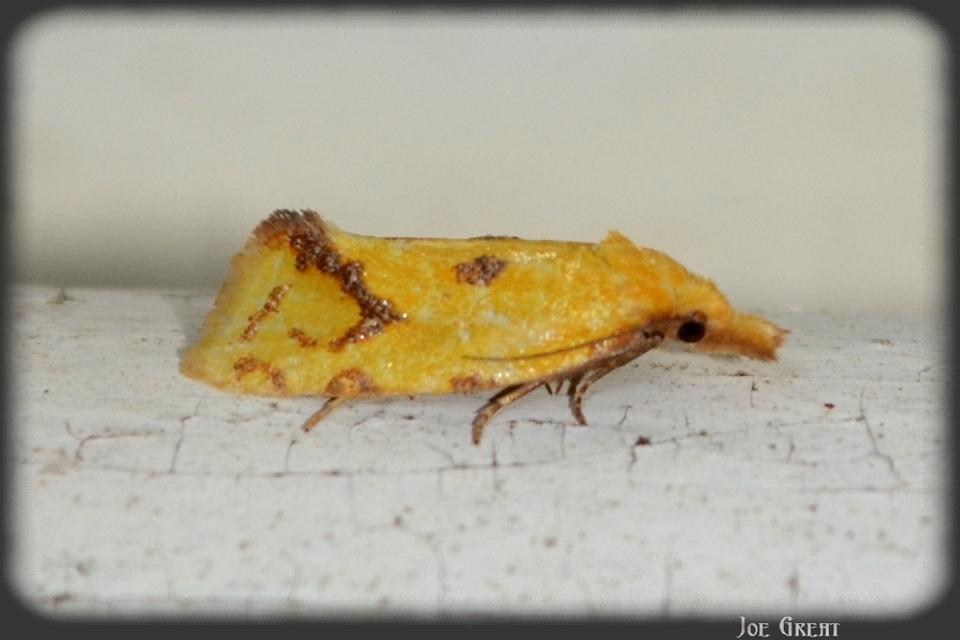 Agapeta hamana - közönséges sárgamoly