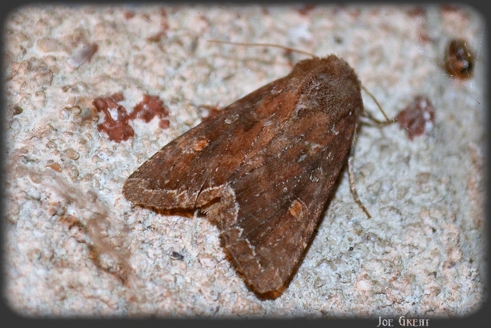 Lacanobia oleracea - saláta-kertibagoly