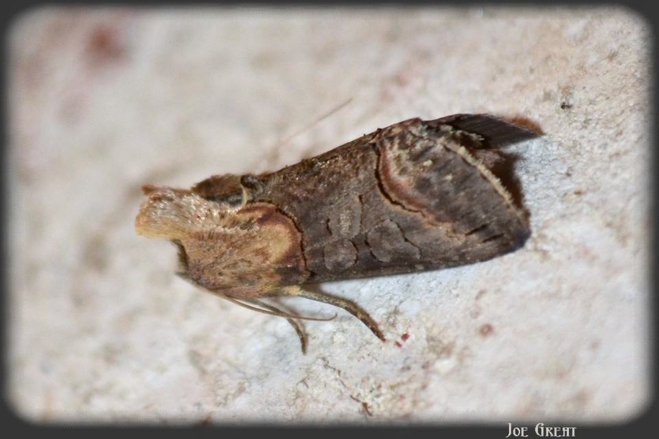 Abrostola triplasia - közönséges csalánbagoly