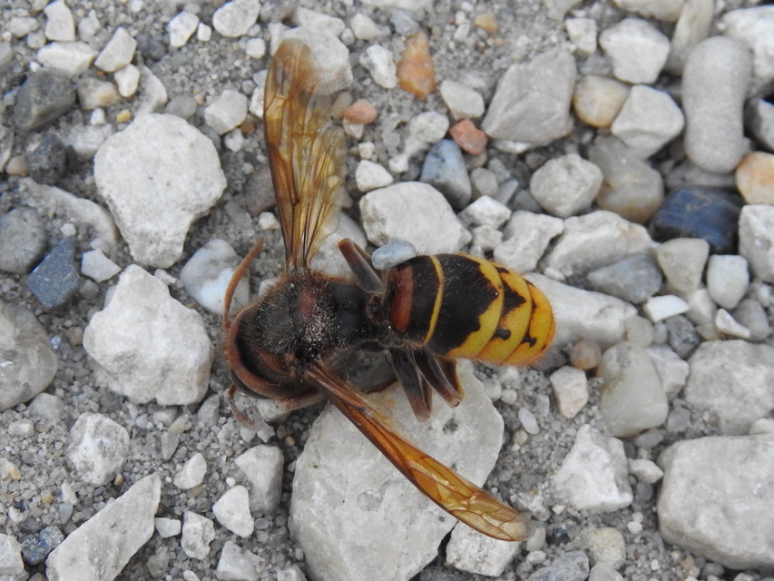 Vespa crabro - lódarázs