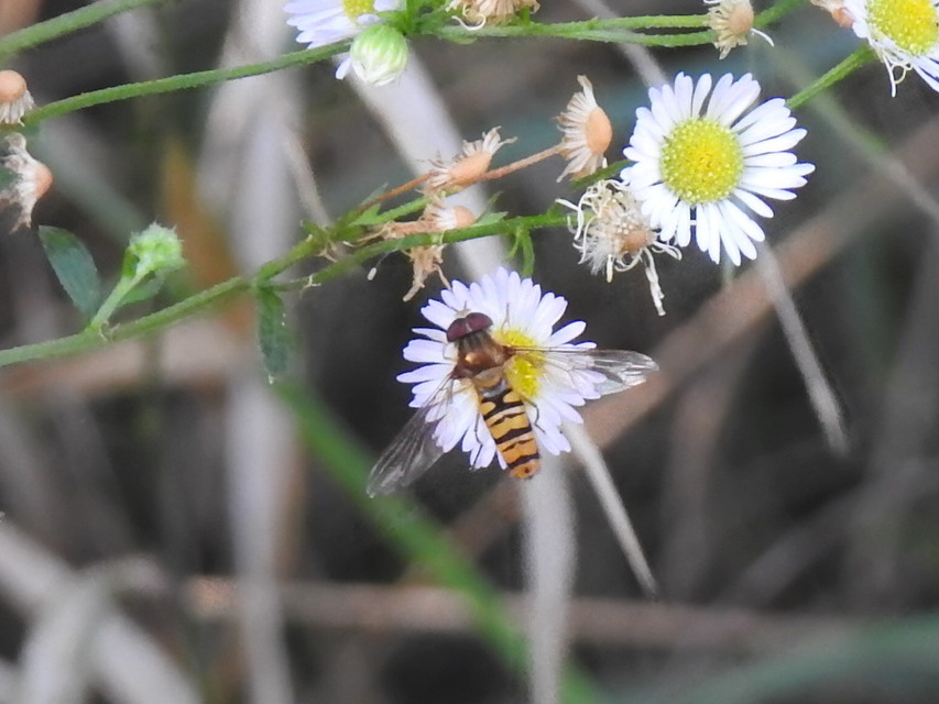 Episyrphus balteatus - ékfoltos zengőlégy