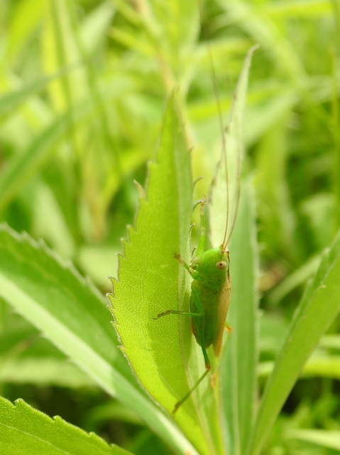 Conocephalus fuscus - kis kúpfejűszöcske
