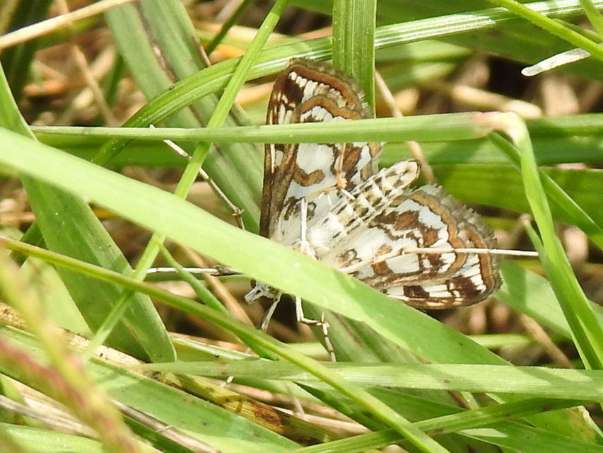 Elophila nymphaeata - tarka vízimoly