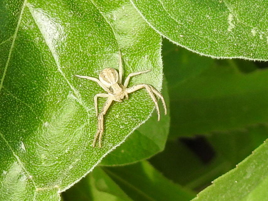 Spiracme striatipes - csíkoslábú karolópók
