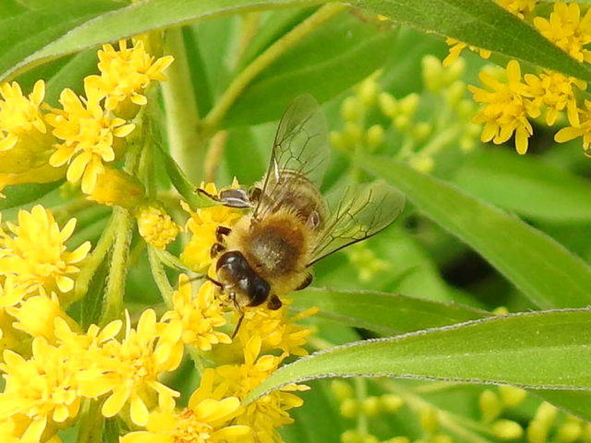 Apis mellifera - háziméh