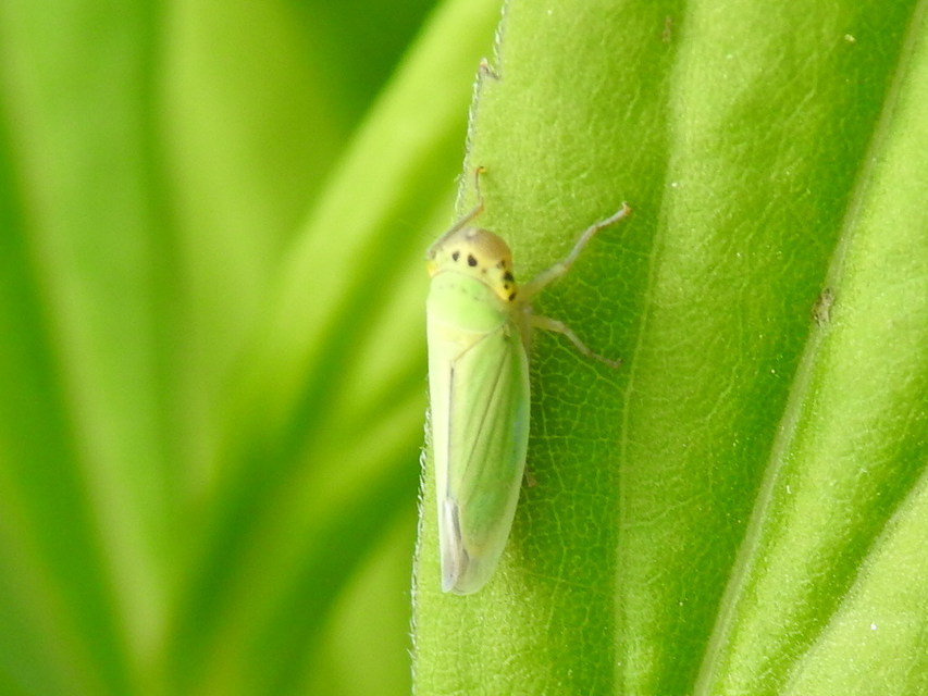 Cicadella viridis - méregzöld kabóca