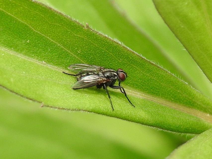 Phyto melanocephala