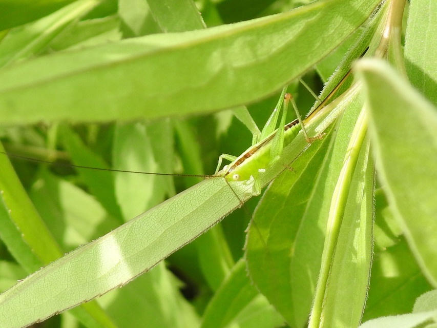 Conocephalus fuscus - kis kúpfejűszöcske