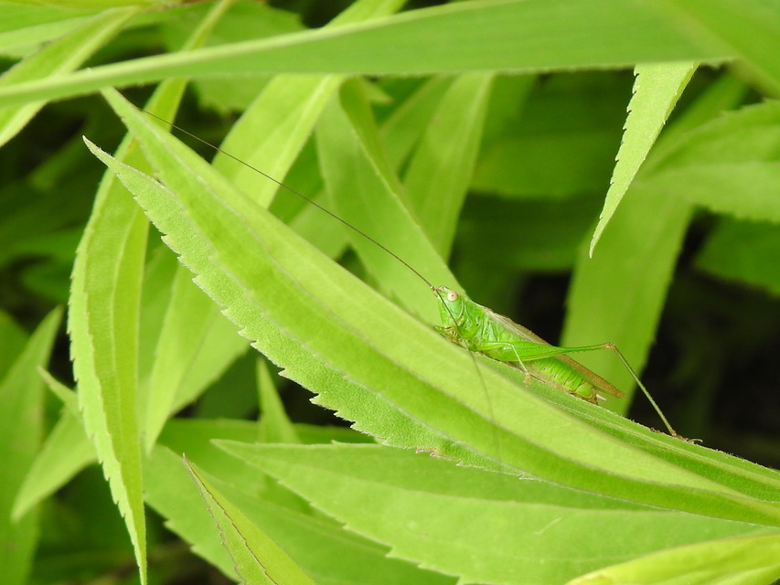 Conocephalus fuscus - kis kúpfejűszöcske