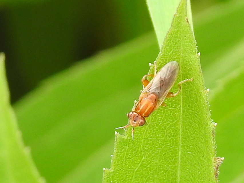 Tetanocera