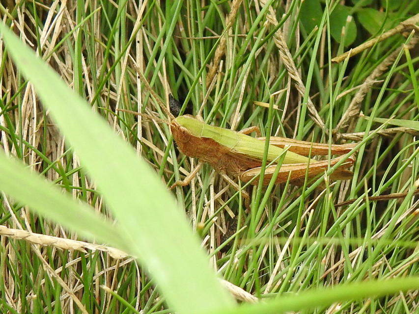 Chorthippus (Chorthippus) (subgenus)