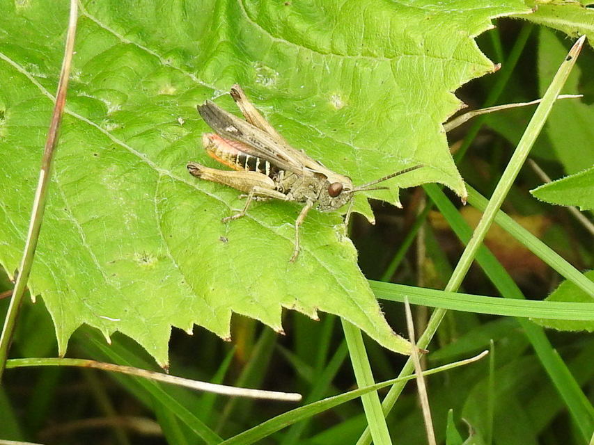 Omocestus rufipes - vöröshasú tarlósáska