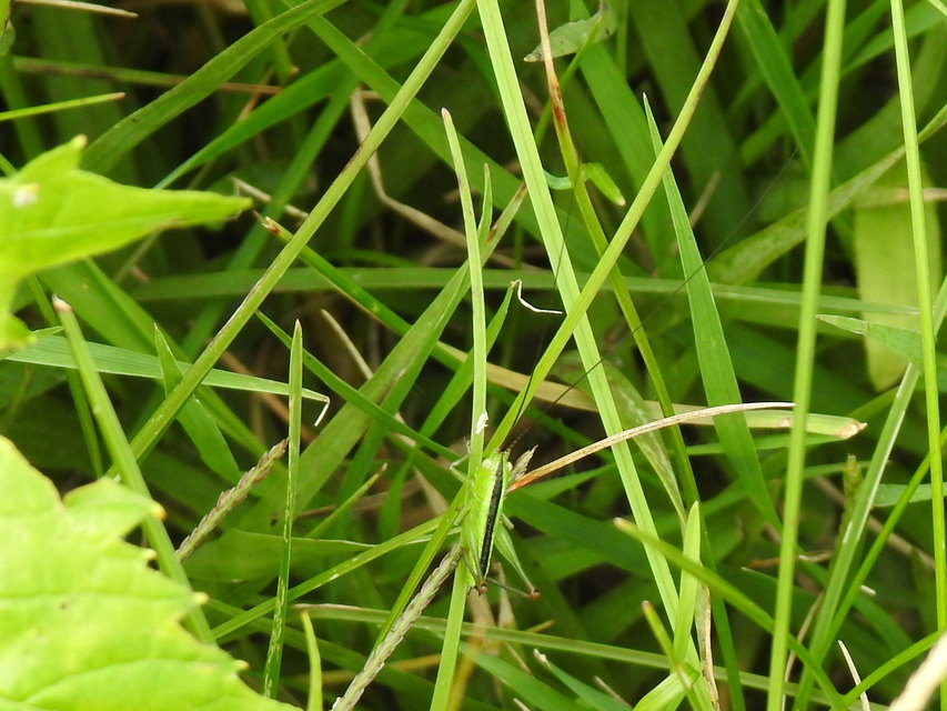 Conocephalus fuscus - kis kúpfejűszöcske