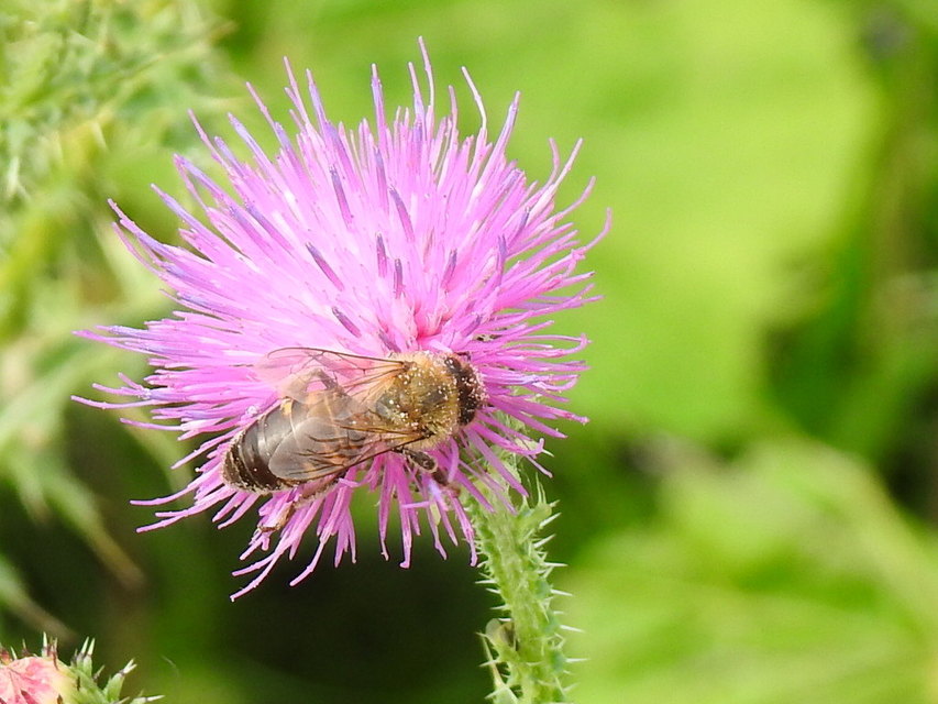 Apis mellifera - háziméh