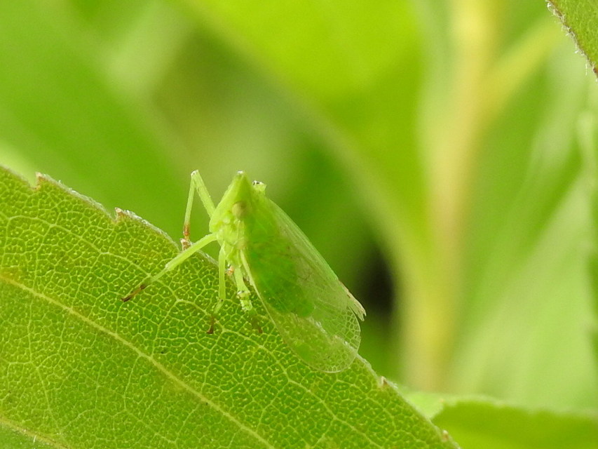 Dictyophara europaea