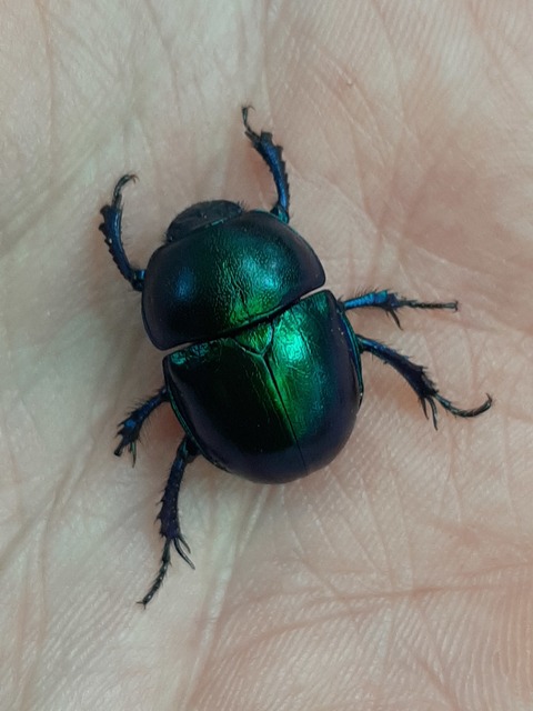 Trypocopris vernalis - tavaszi álganéjtúró