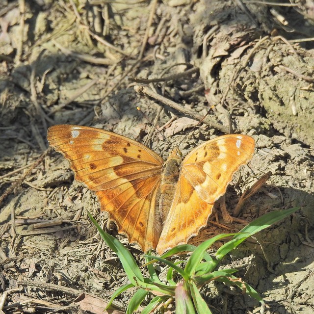 Apatura ilia - kis színjátszólepke