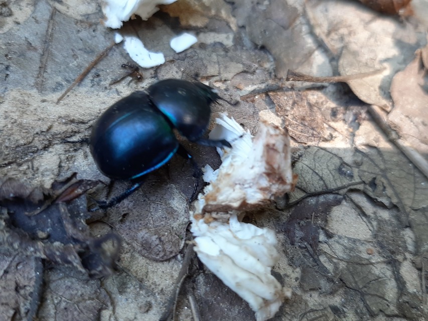 Trypocopris vernalis - tavaszi álganéjtúró