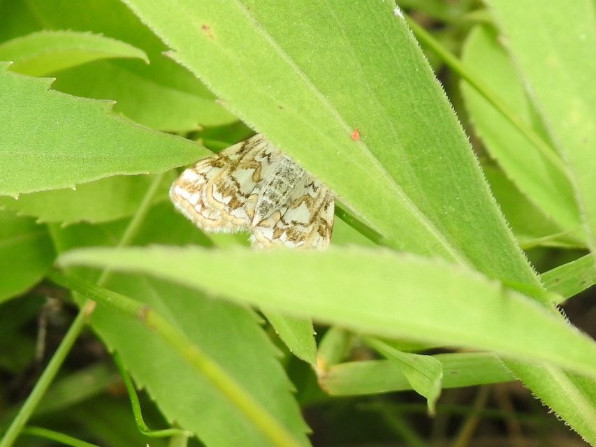 Elophila nymphaeata - tarka vízimoly