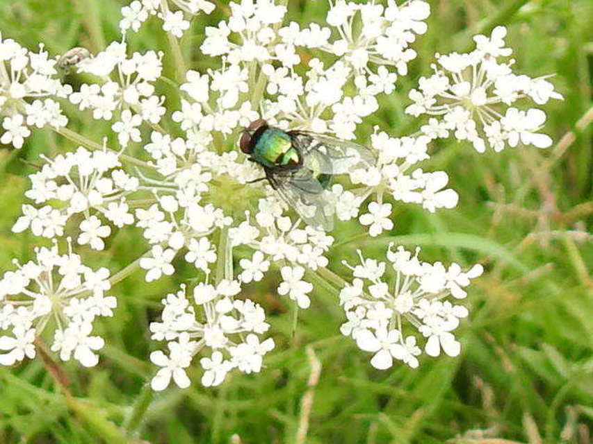Lucilia
