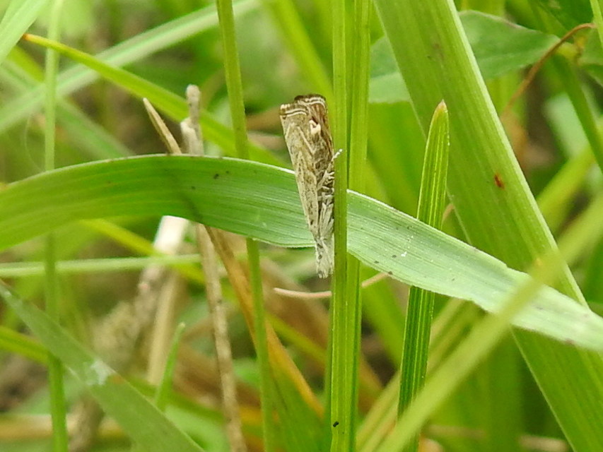 Platytes cerussella - törpe fűgyökérmoly