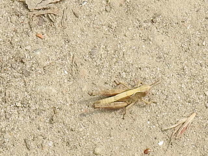 Omocestus rufipes - vöröshasú tarlósáska